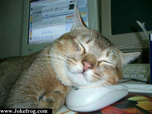 Gato Rato